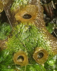 Marchantia polymorpha ssp. ruderalis (Almindelig lungemos)