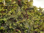 Plagiochila asplenioides ssp. asplenioides (Radeløv-Hindeblad)
