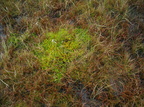 Sphagnum denticulatum, auriculatum (Rødbrun Tørvemos)