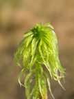 Sphagnum riparium (Kløftet Tørvemos)