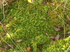 Sphagnum riparium (Kløftet Tørvemos)