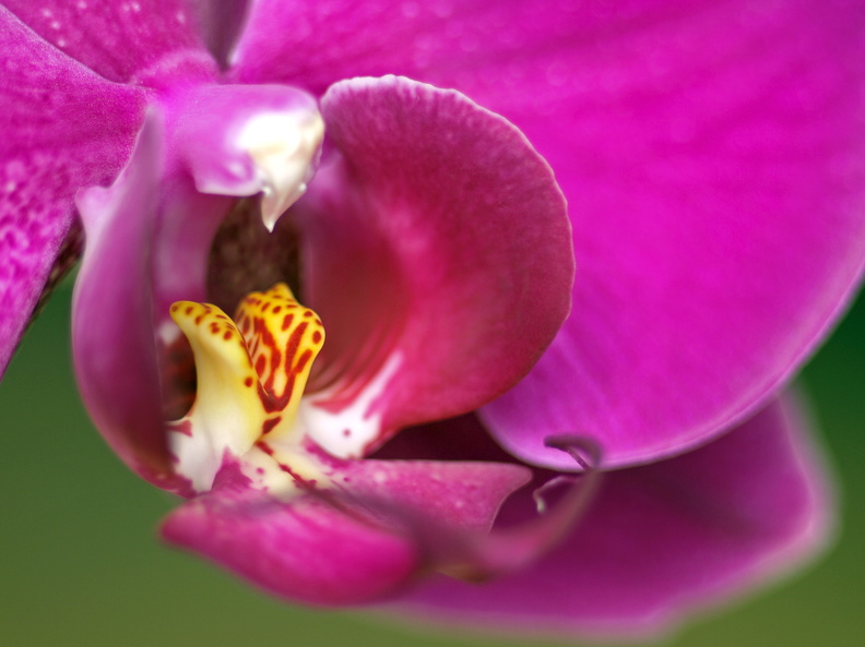 Orkide.JPG