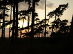Træer i solnedgang