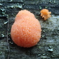 Tubifera ferruginosa (myxomycetes)