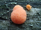 Tubifera ferruginosa (myxomycetes)