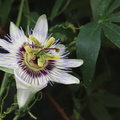 Passiflora (Passionsblomst)