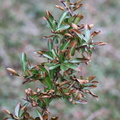 Pyracantha coccinea (Ildtorn)