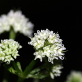 Actaea spicata (Druemunke)