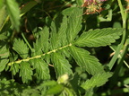 Agrimonia eupatoria (Almindelig agermåne)