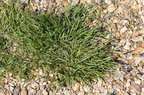 Agrostis capillaris (Almindelig Hvene)