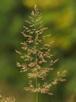 Agrostis gigantea (Stortoppet hvene)