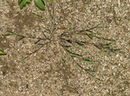 Agrostis stolonifera (Krybhvene)