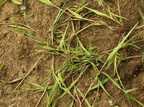 Agrostis stolonifera (Krybhvene)