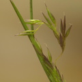Agrostis vinealis (Sand-hvene)