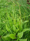 Alisma plantago-aquatica (Vejbred-skeblad)