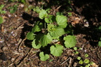 Alliaria petiolata (Løgkarse)