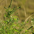 Ambrosia artemisiifolia (Bynke-Ambrosie)
