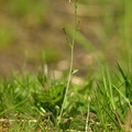 Arabidopsis thaliana (Almindelig Gåsemad)