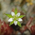 Arenaria serpyllifolia (Almindelig Markarve)