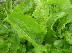 Armoracia rusticana (Peberrod)