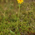 Arnica montana (Guldblomme)