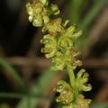 Beta vulgaris ssp. maritima (Strand-bede)