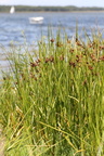 Bolboschoenus maritimus (Strand-Kogleaks)