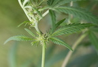 Cannabis sativa (Hamp)