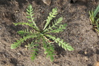 Capsella bursa-pastoris (Hyrdetaske)