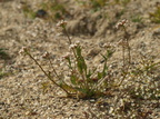 Capsella bursa-pastoris (Hyrdetaske)