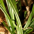 Carex_sylvatica_Skov_star_06032008_006.JPG