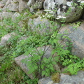 Chaerophyllum temulum (Almindelig hulsvøb)