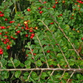 Cotoneaster horizontalis (Lodret og Vandret)