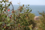 Cotoneaster scandinavicus (Rød Dværgmispel)