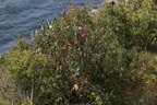 Cotoneaster scandinavicus (Rød Dværgmispel)