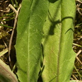 Crepis praemorsa (Afbidt høgeskæg)