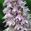 Dactylorhiza_maculata_ssp__fuchsii_Skov-Goegeurt_14072009_Jydelejet_Moen_025.JPG