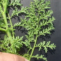 Descurainia sophia (Finbladet vejsennep)