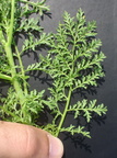 Descurainia sophia (Finbladet vejsennep)