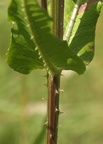 Dipsacus fullonum (Gærde-kartebolle)