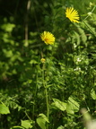 Doronicum orientale (Balkan-gemserod)
