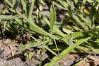 Echium vulgare (Slangehoved)