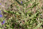Echium vulgare (Slangehoved)