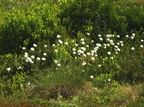 Eriophorum vaginatum (Tue-kæruld)