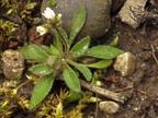 Erophila verna (Vår-gæslingeblomst)