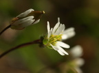 Erophila verna (Vår-gæslingeblomst)