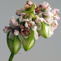 Fagopyrum esculentum (Almindelig boghvede)