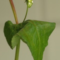Fagopyrum esculentum (Almindelig boghvede)