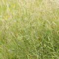 Falcaria vulgaris (Seglblad)