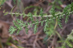 Filipendula vulgaris (Knoldet Mjødurt)